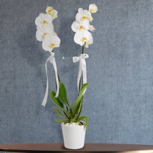 Çift Dalli Beyaz Orkide Serisi
