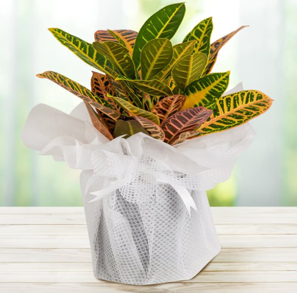 Croton Saksı Bitki Serisi