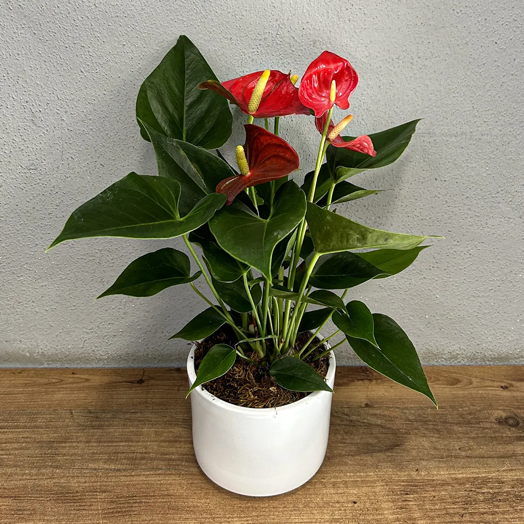 Saksı Antoryum Bitki Serisi