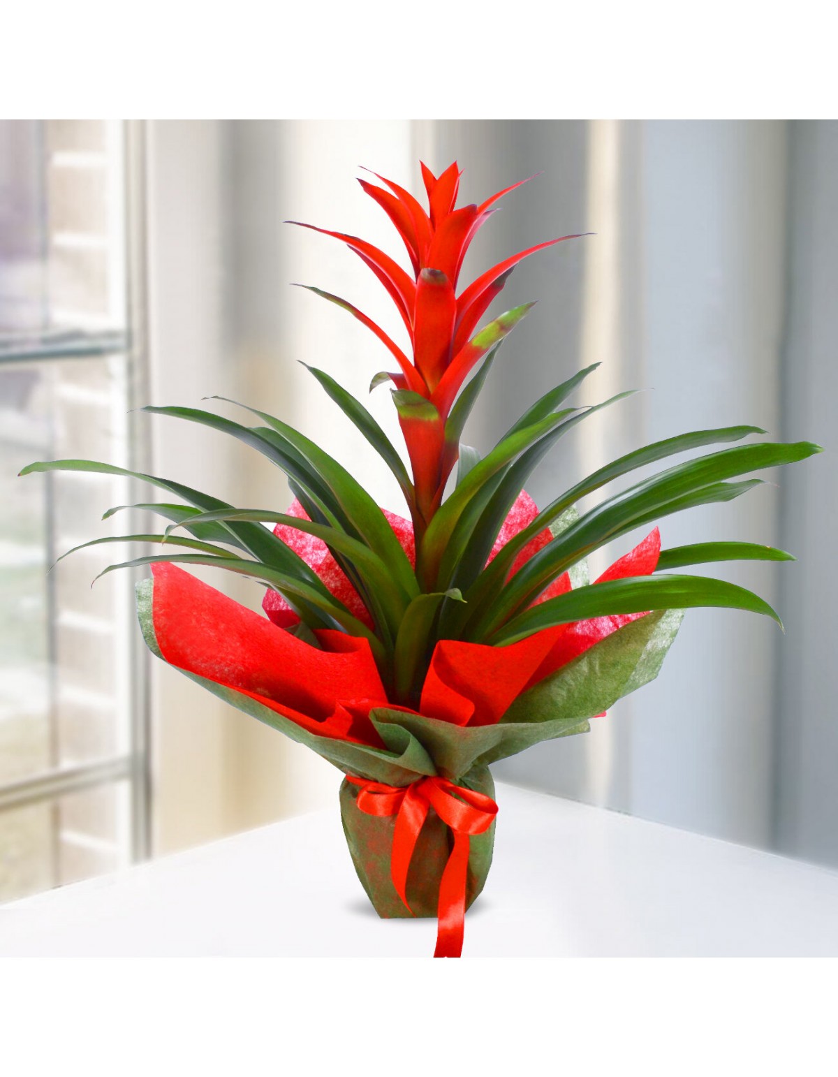 Guzmanya Saksı Bitki Serisi