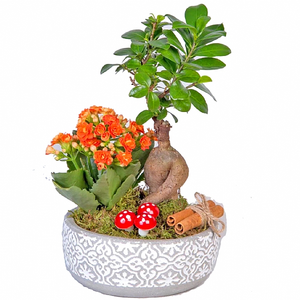 Gri Seramik Saksida Bonzai Teraryumu