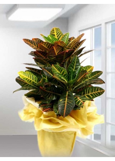 Anaç Croton Saksi Bitki Serisi