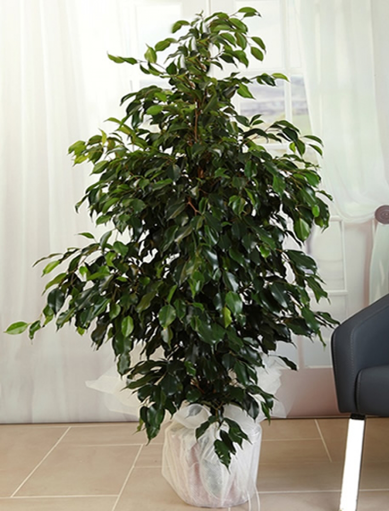 Benjamin Ficus Bitki Serisi
