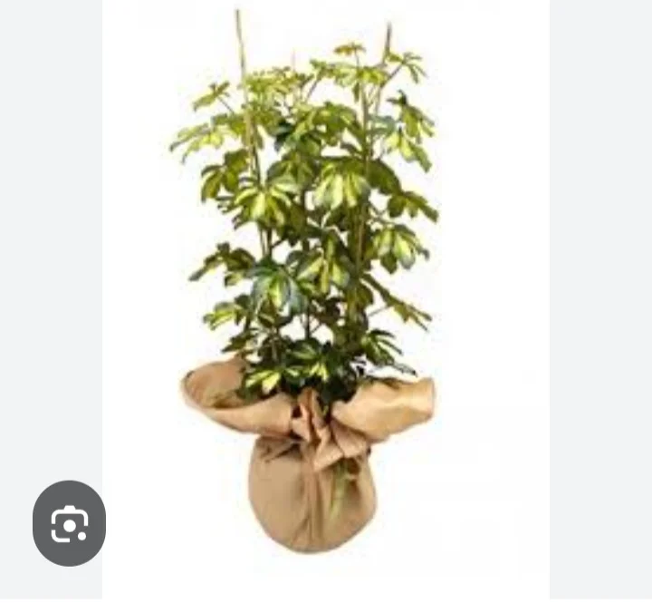 Şeflera Saksi Bitkisi Serisi