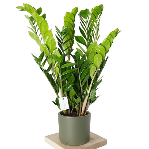 Zamioculcas XLarge  Zamia Bitkisi
