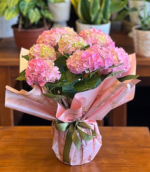 Saksida Ortanca Bitkisi Serisi