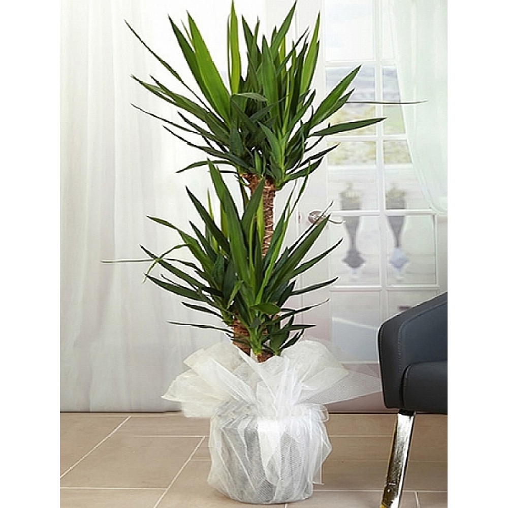 Yukka Saksi Bitkisi Serisi