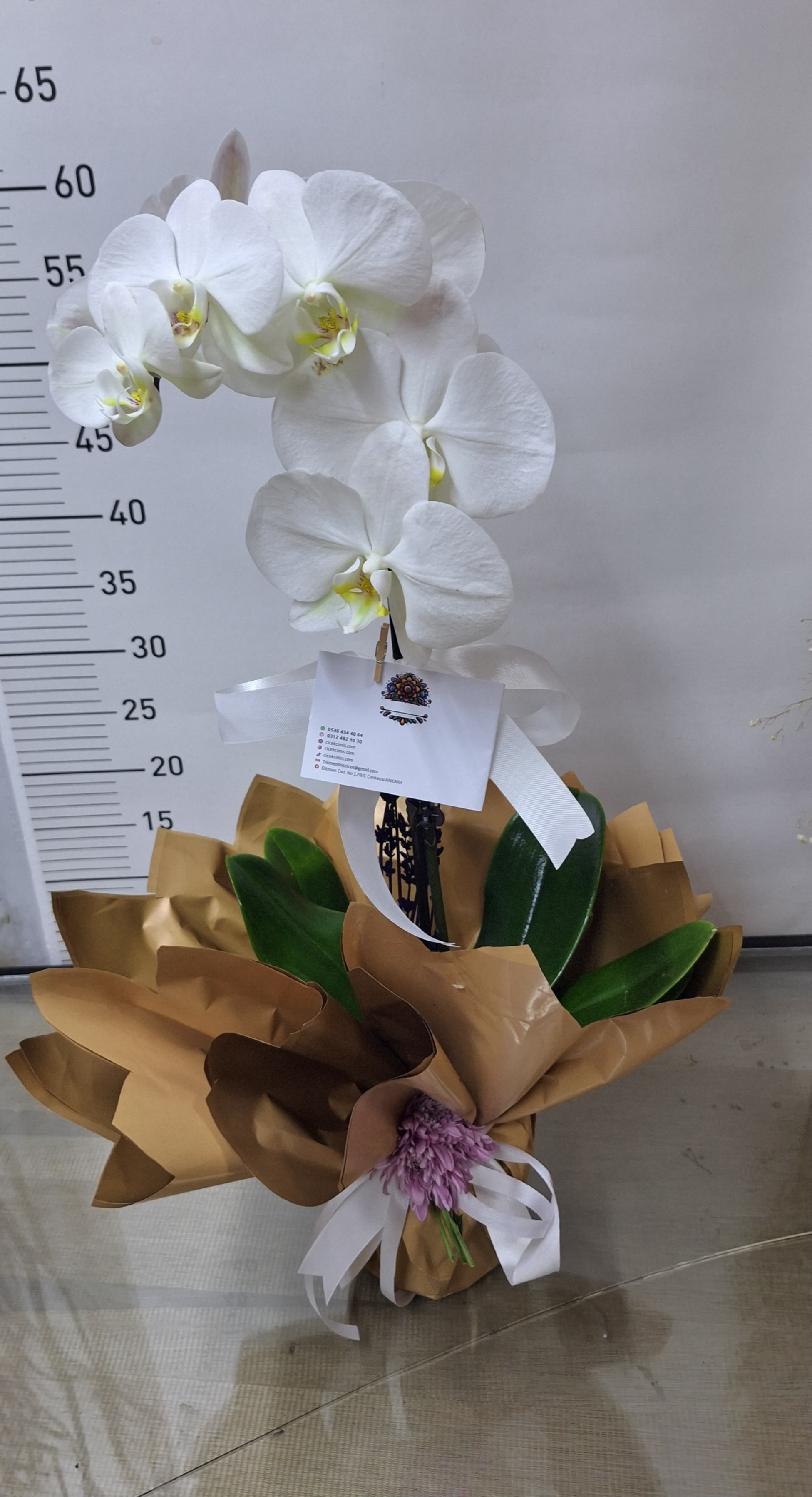 Beyaz Tek Dalli Orkide Serisi