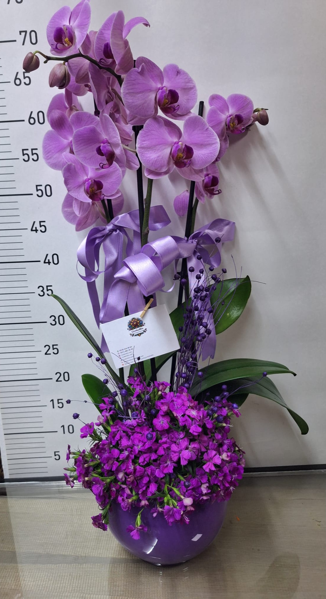 Çift Dalli Mor Orkide ve Hüsnü Yusuf Serisi