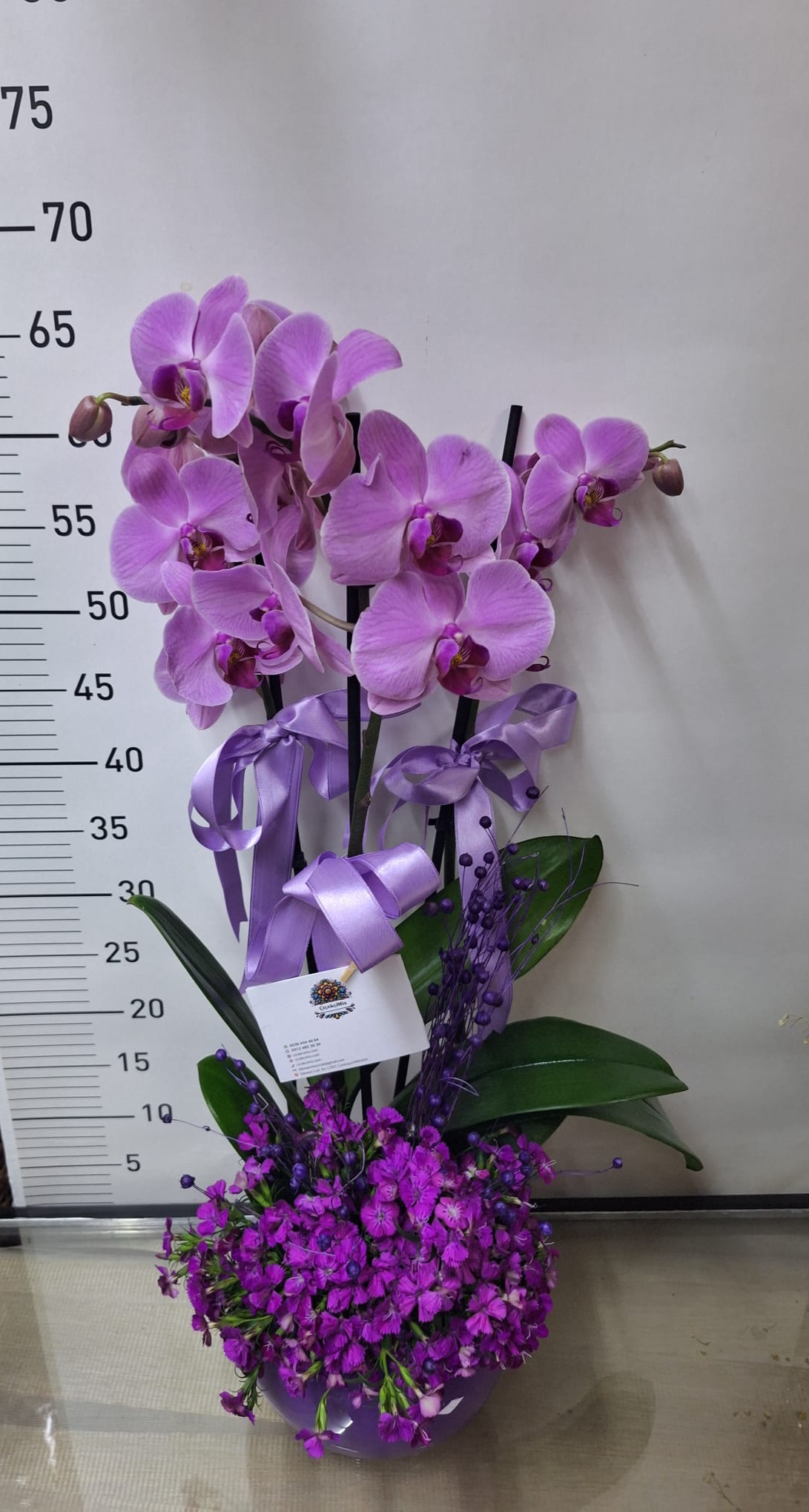 Çift Dalli Mor Orkide ve Hüsnü Yusuf Serisi